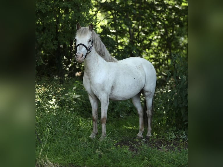 Appaloosa Yegua 7 años 113 cm Atigrado/Moteado in Aalten
