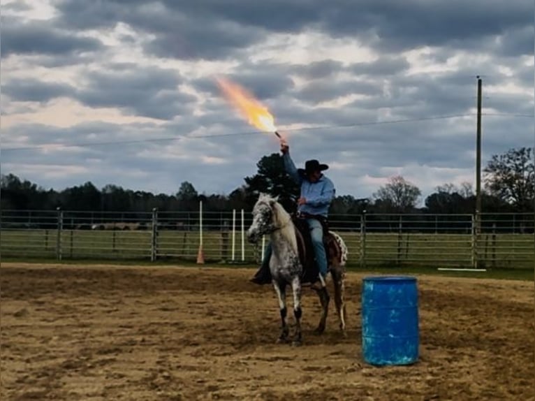 Appaloosa Yegua 7 años 140 cm Atigrado/Moteado in Kentwood