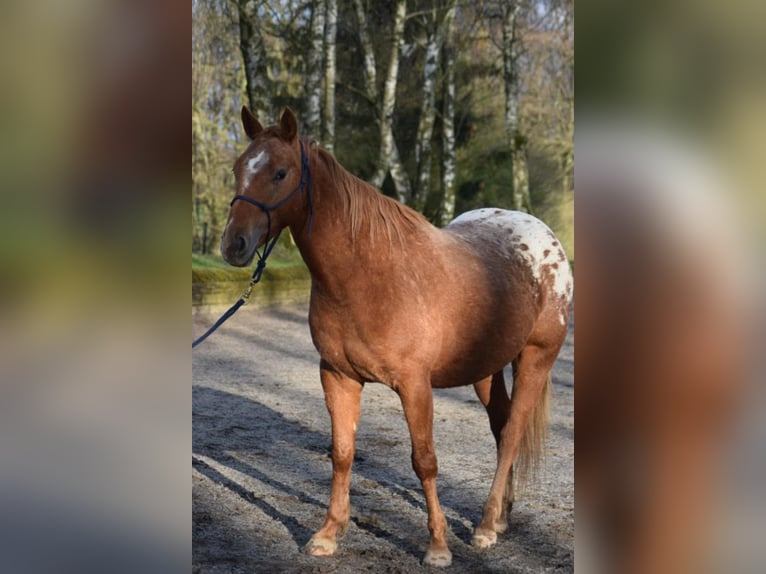 Appaloosa Yegua 7 años 148 cm Atigrado/Moteado in Leer (Ostfriesland)