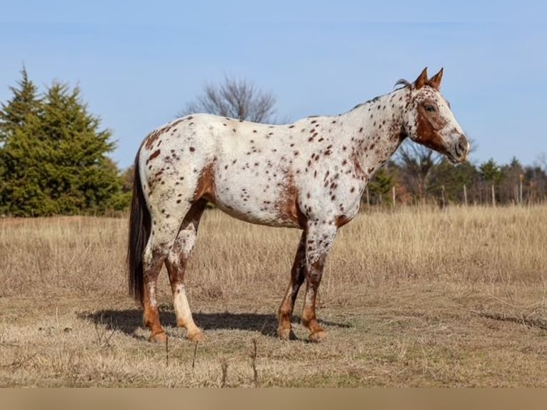 Appaloosa Yegua 7 años 150 cm Alazán-tostado in Perry