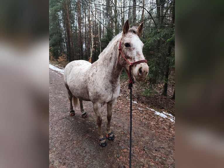 Appaloosa Yegua 7 años 150 cm White/Blanco in Doksy, Česká republika