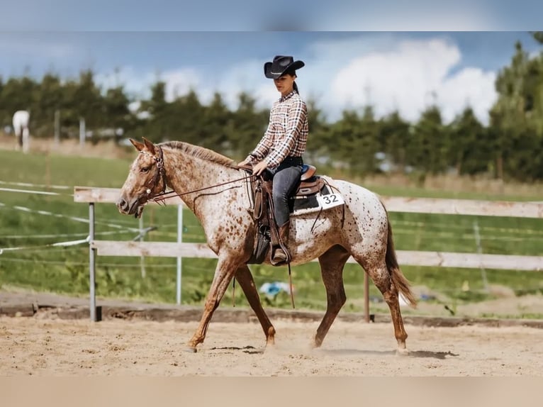 Appaloosa Yegua 7 años 150 cm White/Blanco in Doksy, Česká republika