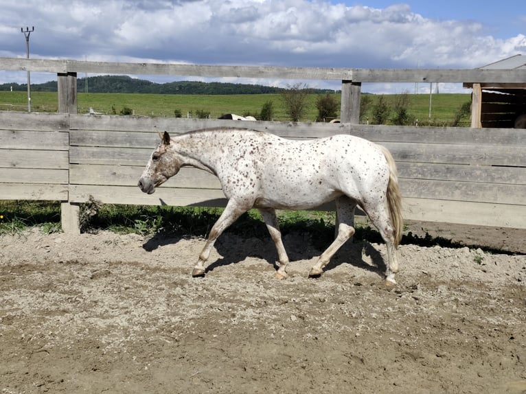 Appaloosa Yegua 7 años 150 cm White/Blanco in Doksy, Česká republika