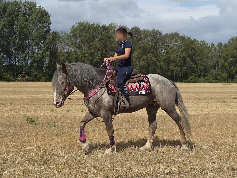 Appaloosa Mestizo Yegua 7 años 155 cm Atigrado/Moteado in Linkenbach
