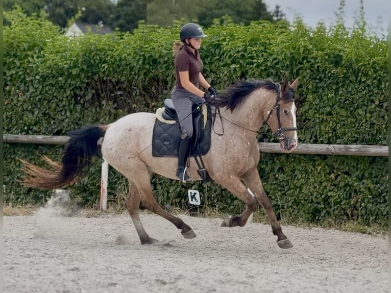 Appaloosa Mestizo Yegua 7 años 160 cm Ruano alazán in Neustadt (Wied)