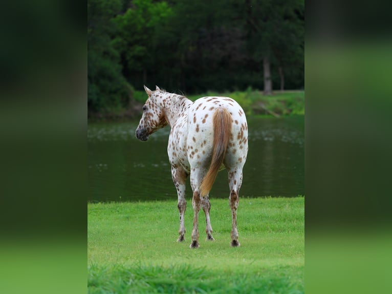 Appaloosa Yegua 7 años Alazán rojizo in Forney