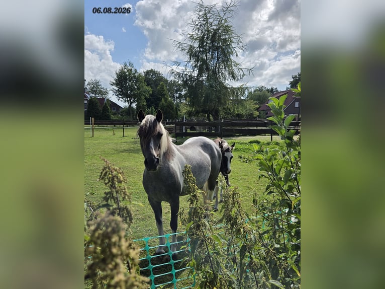 Appaloosa Mestizo Yegua 8 años 125 cm Ruano azulado in Wittmund