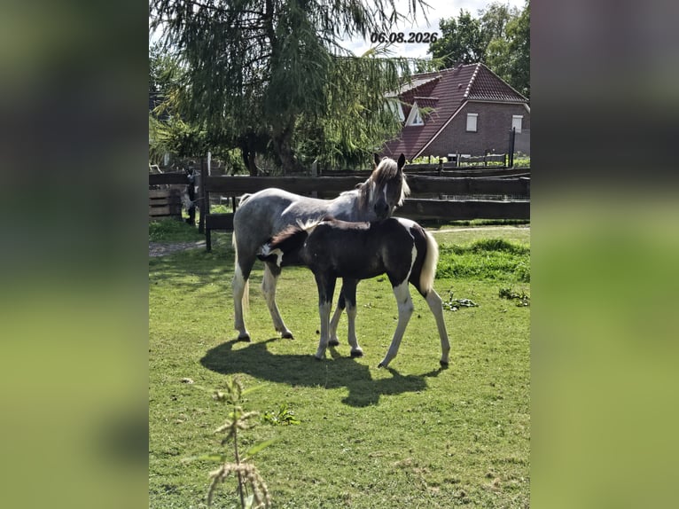 Appaloosa Mestizo Yegua 8 años 125 cm Ruano azulado in Wittmund