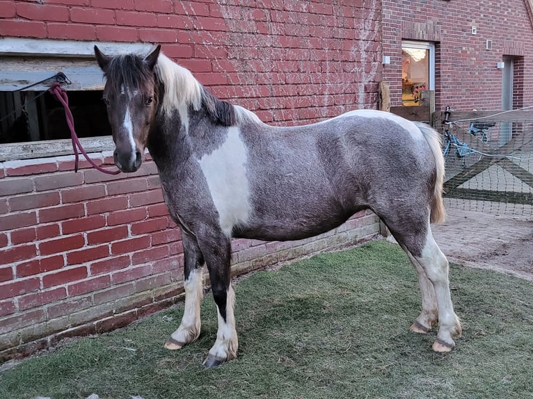 Appaloosa Mestizo Yegua 8 años 125 cm Ruano azulado in Wittmund