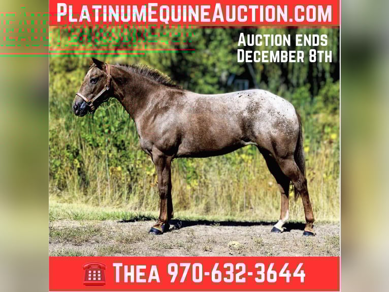 Appaloosa Yegua 8 años 137 cm Alazán-tostado in Fort Collins, CO