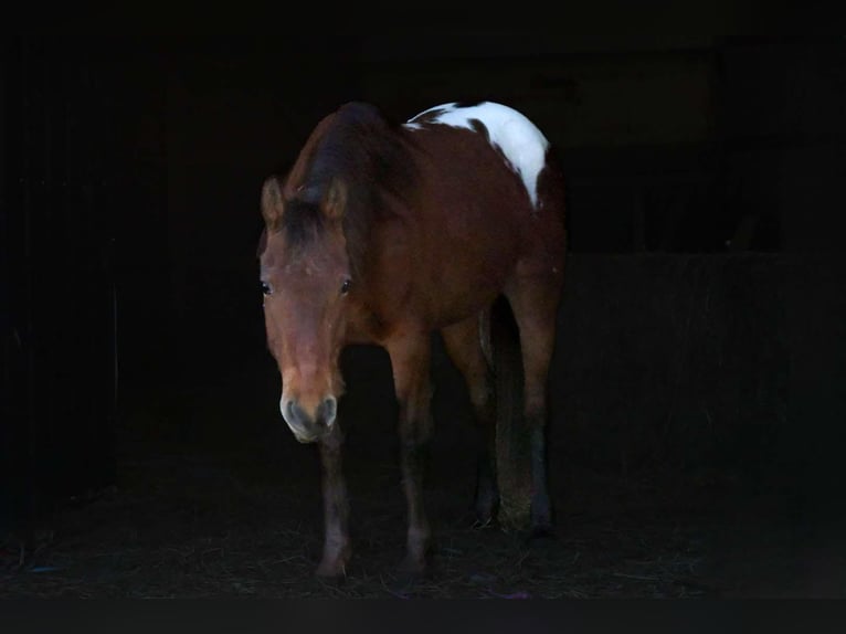 Appaloosa Yegua 8 años 137 cm Castaño rojizo in Camp Cole, MO