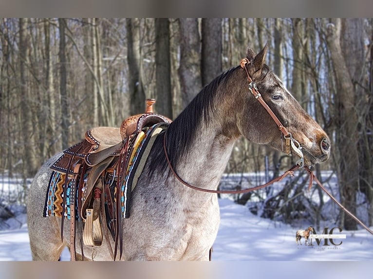 Appaloosa Yegua 8 años 147 cm Castaño-ruano in North Bloomfield