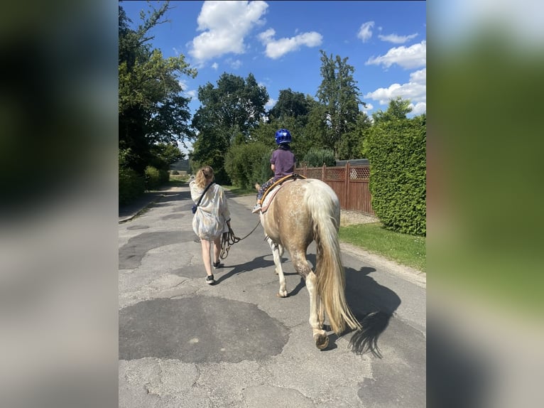 Appaloosa Mestizo Yegua 8 años 152 cm  in Friedland