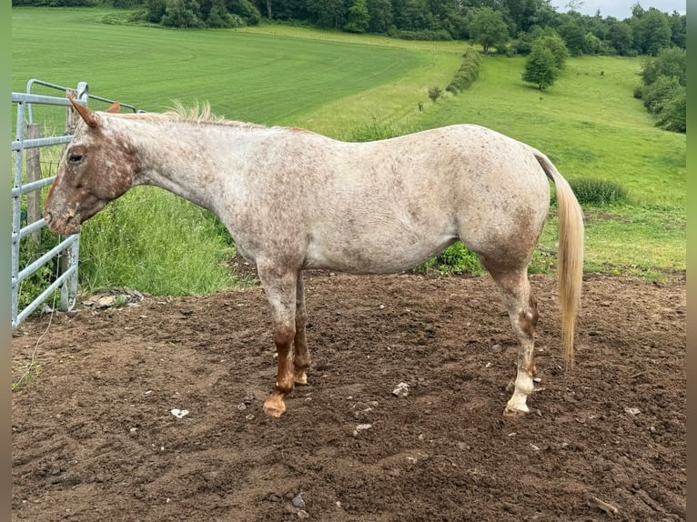 Appaloosa Yegua 8 años 153 cm Alazán in Daleiden