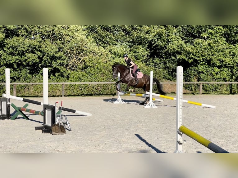 Appaloosa Mestizo Yegua 8 años 153 cm Castaño oscuro in Ziesendorf