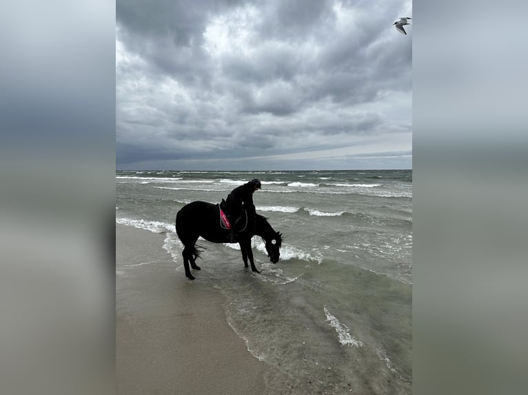 Appaloosa Mestizo Yegua 8 años 153 cm Castaño oscuro in Ziesendorf