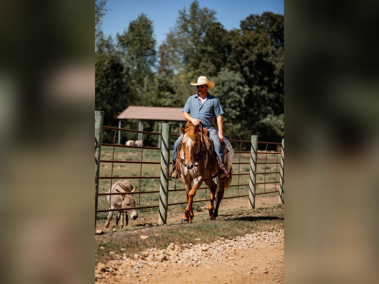 Appaloosa Yegua 8 años 155 cm Alazán-tostado in Santa Fe