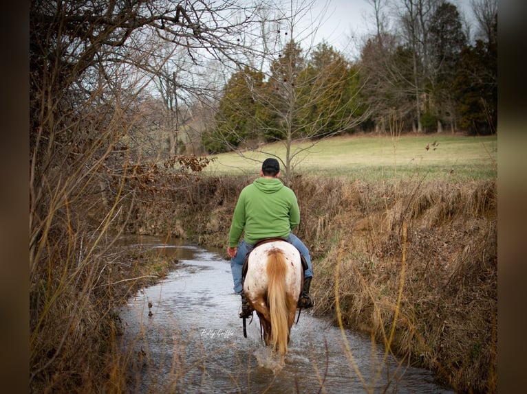 Appaloosa Yegua 9 años 142 cm Castaño in Greenville KY