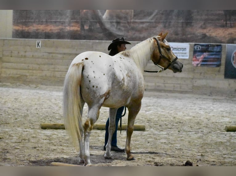 Appaloosa Yegua 9 años 147 cm  in Sveta Ana