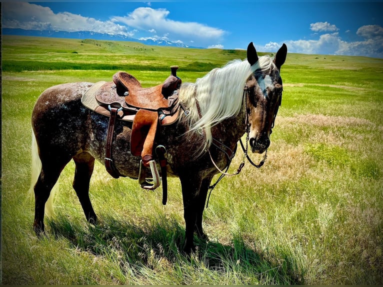 Appaloosa Yegua 9 años 150 cm Castaño in Fishtail MT