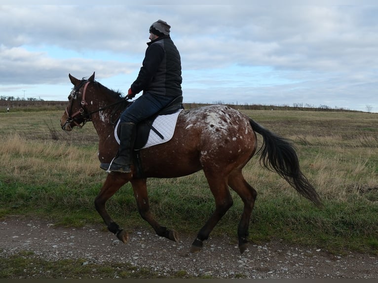 Appaloosa Yegua 9 años 152 cm Atigrado/Moteado in Buttstädt