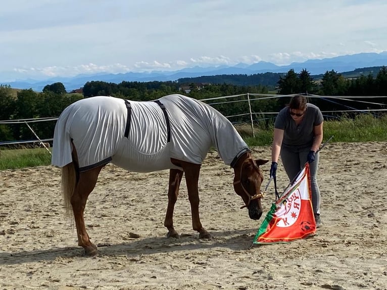 Appaloosa Yegua 9 años 153 cm Alazán in Wartberg ob der Aist