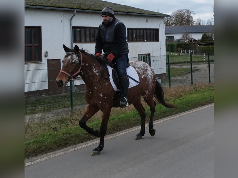Appaloosa Yegua 9 años 153 cm Atigrado/Moteado in Buttstädt