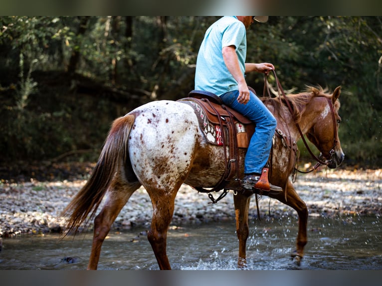 Appaloosa Yegua 9 años 155 cm Alazán-tostado in Santa Fe