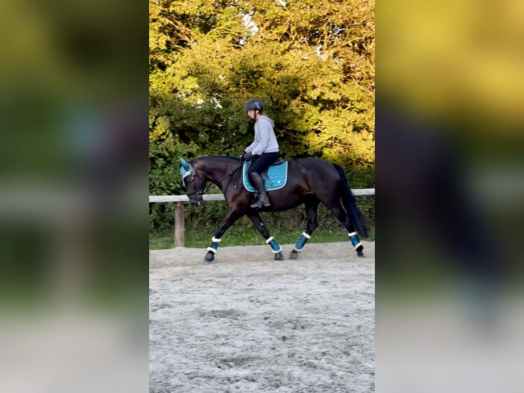 Appaloosa Mestizo Yegua 9 años 155 cm Castaño oscuro in Ziesendorf