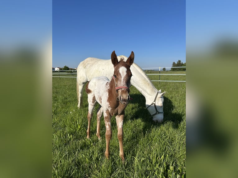 Appaloosa Yegua  150 cm Alazán in Wallerstein