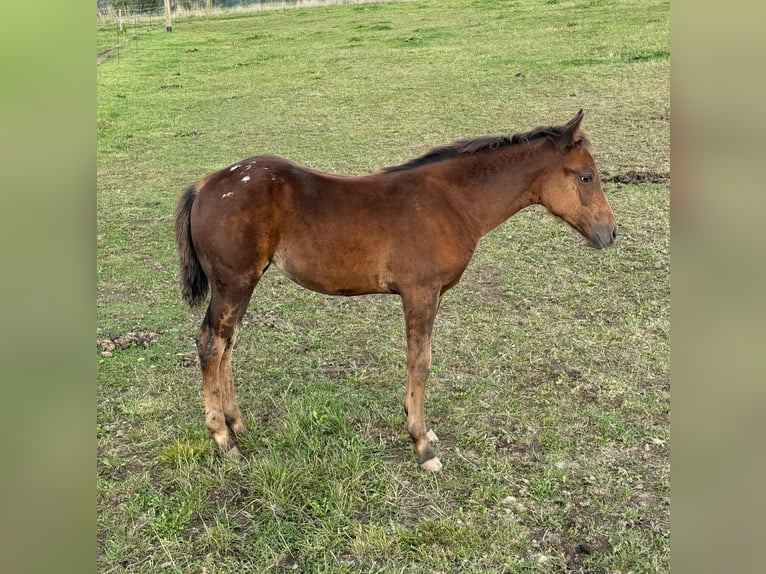 Appaloosa Yegua Potro (05/2025) 153 cm Castaño in Daleiden