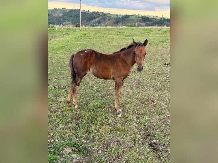 Appaloosa Yegua Potro (05/2025) 153 cm Castaño in Daleiden