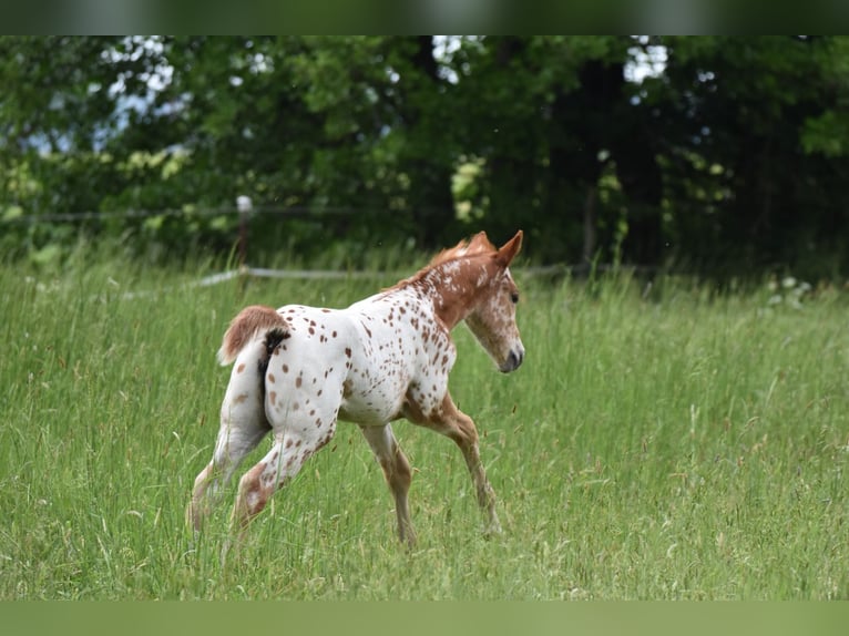 Appaloosa Yegua Potro (04/2026) 154 cm Alazán-tostado in Neuhausen/Spree