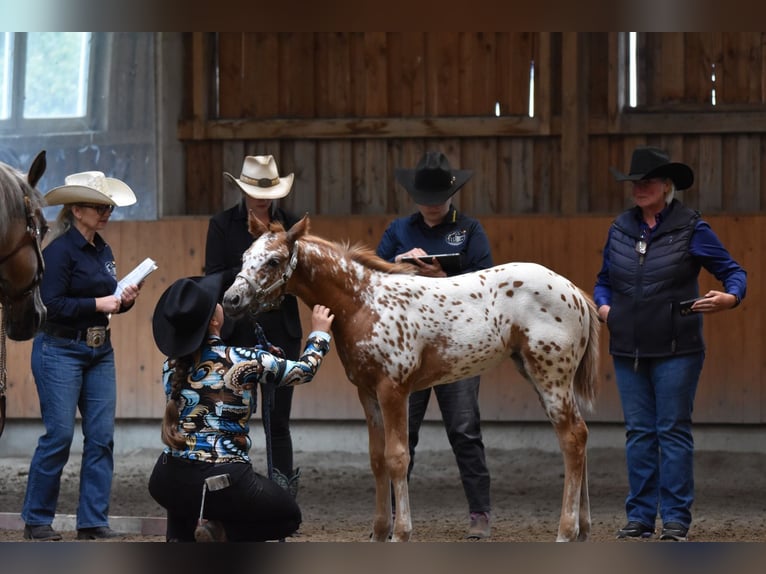 Appaloosa Yegua Potro (04/2026) 154 cm Alazán-tostado in Neuhausen/Spree