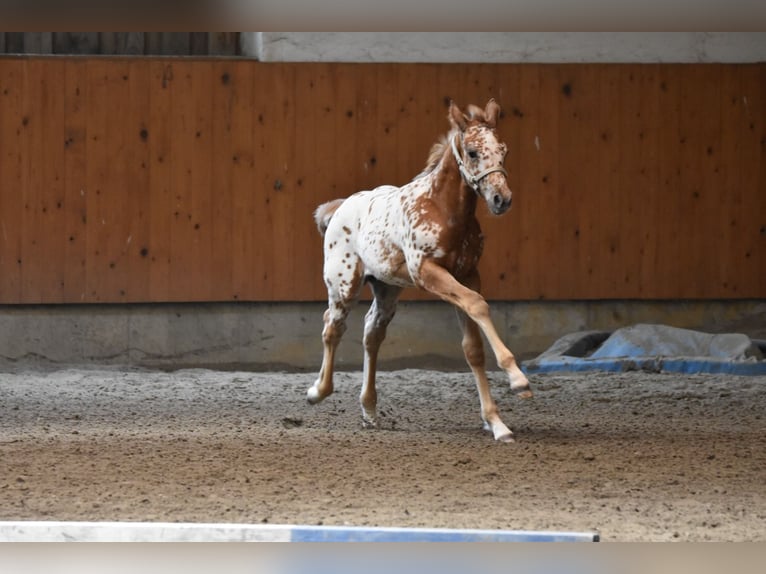 Appaloosa Yegua Potro (04/2026) 154 cm Alazán-tostado in Neuhausen/Spree