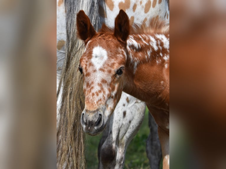 Appaloosa Yegua Potro (04/2026) 154 cm Alazán-tostado in Neuhausen/Spree