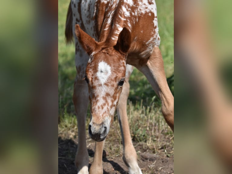 Appaloosa Yegua Potro (04/2026) 154 cm Alazán-tostado in Neuhausen/Spree