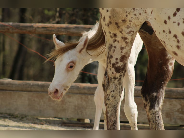Appaloosa Yegua  155 cm Alazán-tostado in Globoko