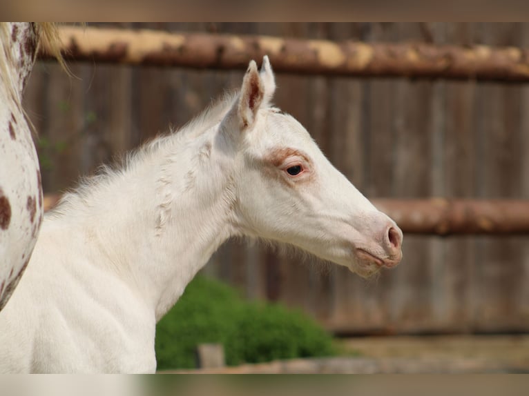 Appaloosa Yegua  155 cm Alazán-tostado in Globoko