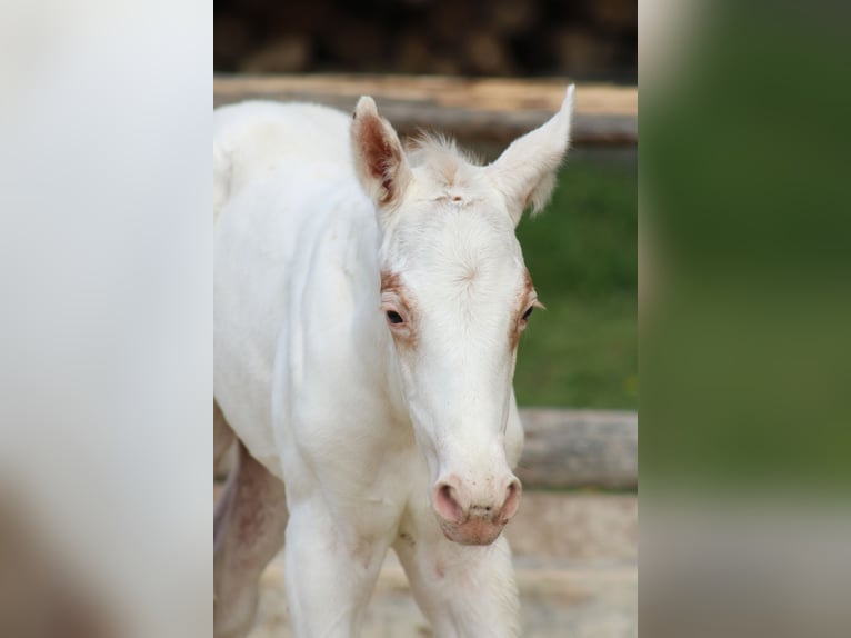 Appaloosa Yegua  155 cm Alazán-tostado in Globoko
