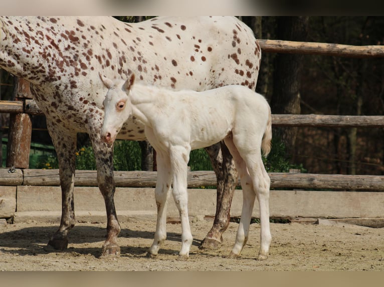 Appaloosa Yegua  155 cm Alazán-tostado in Globoko