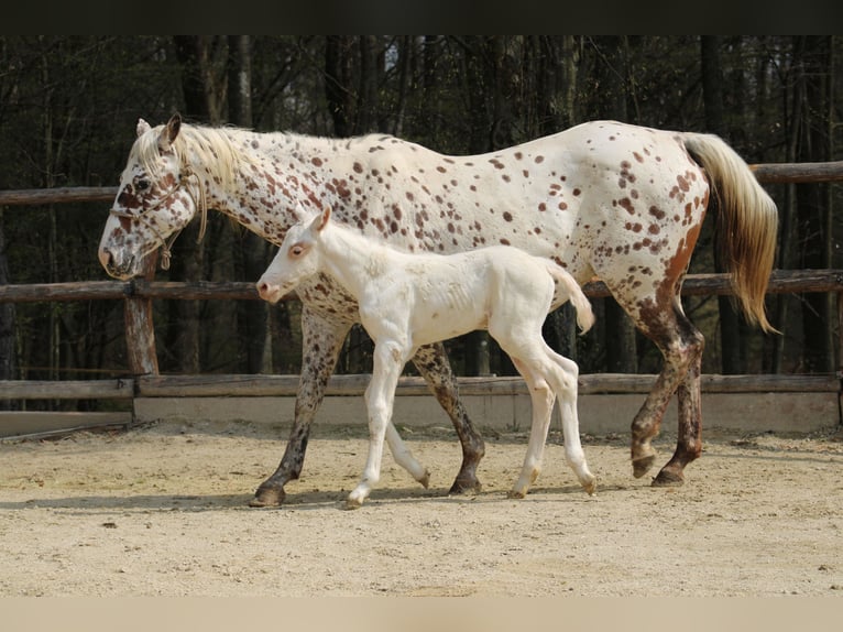 Appaloosa Yegua  155 cm Alazán-tostado in Globoko
