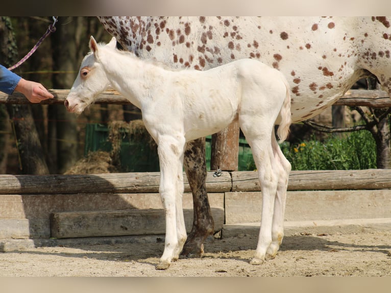 Appaloosa Yegua  155 cm Alazán-tostado in Globoko