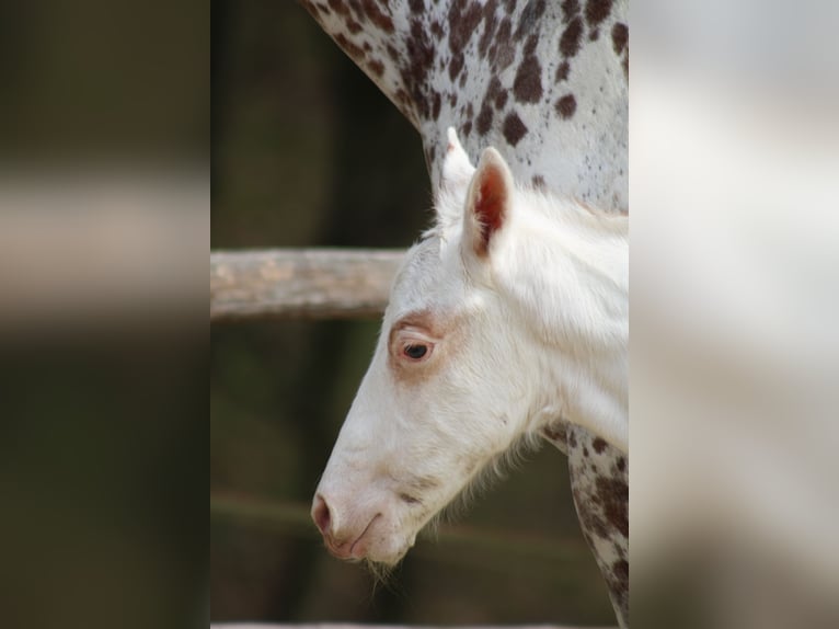 Appaloosa Yegua  155 cm Alazán-tostado in Globoko