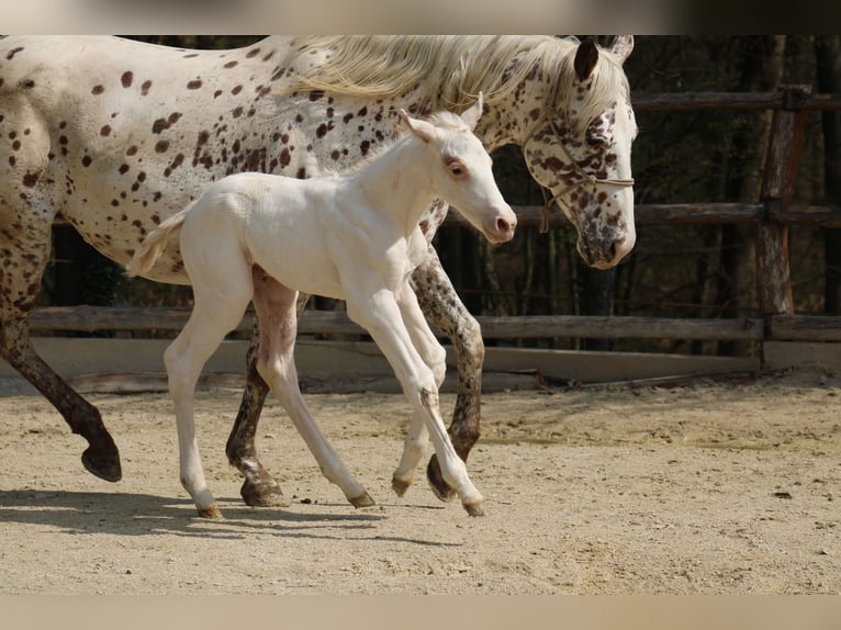 Appaloosa Yegua  155 cm Alazán-tostado in Globoko