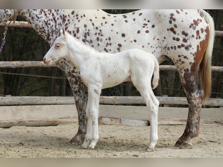 Appaloosa Yegua  155 cm Alazán-tostado in Globoko