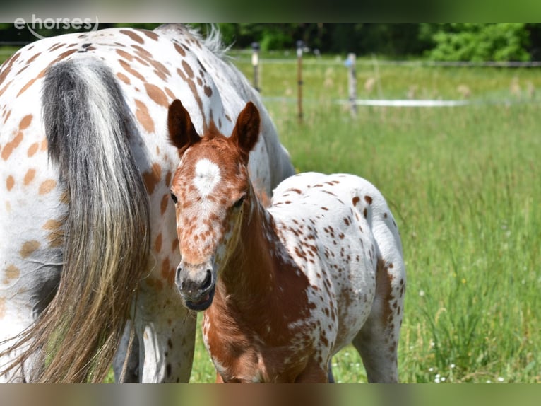 Appaloosa Yegua Potro (04/2026) 155 cm Alazán-tostado in Neuhausen