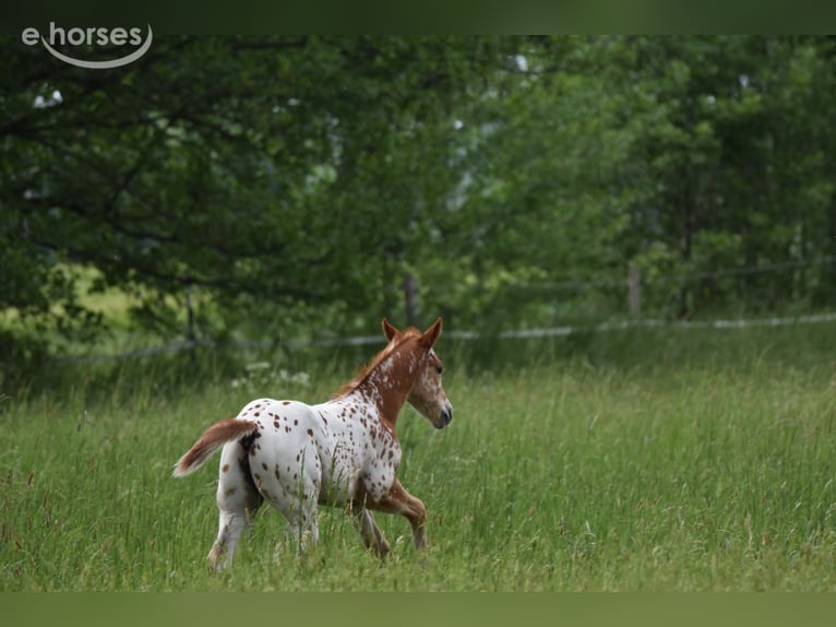 Appaloosa Yegua Potro (04/2026) 155 cm Alazán-tostado in Neuhausen