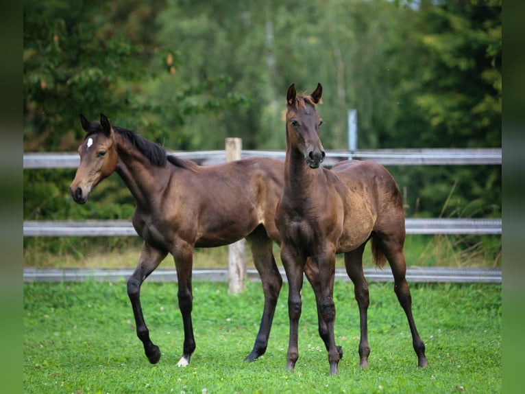 Appaloosa Yegua Potro (04/2024) 155 cm Alazán-tostado in Vohenstrauß