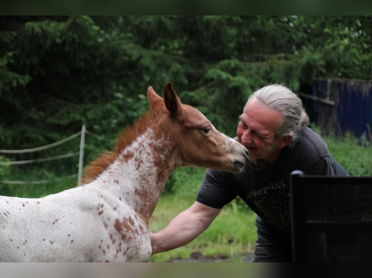 Appaloosa Mestizo Yegua Potro (05/2024) 155 cm Atigrado/Moteado in Miehlen